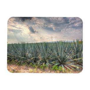 Imán Agave azul