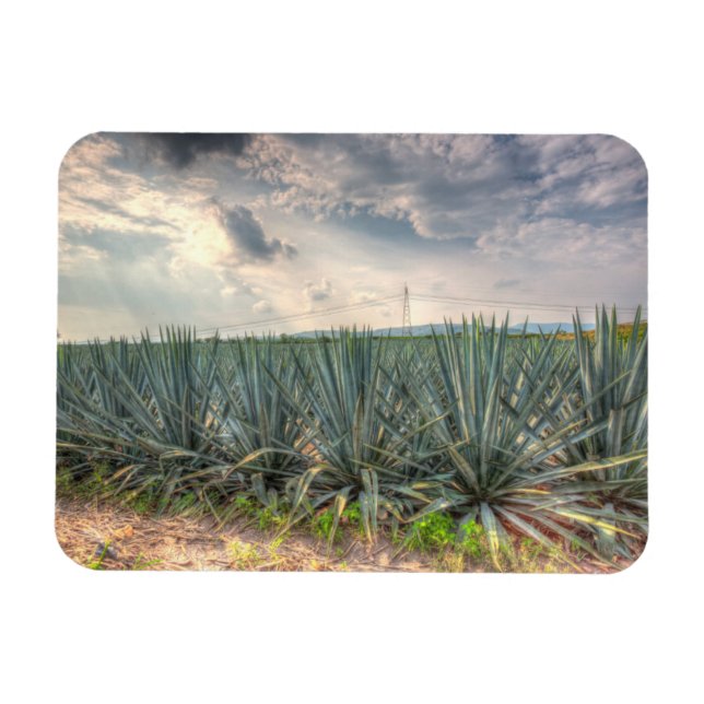 Imán Agave azul (Horizontal)