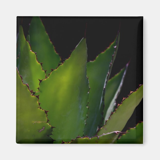 Imán Agave glow (Frente)