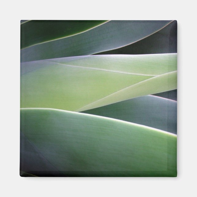 Imán Agave Leaves (Frente)