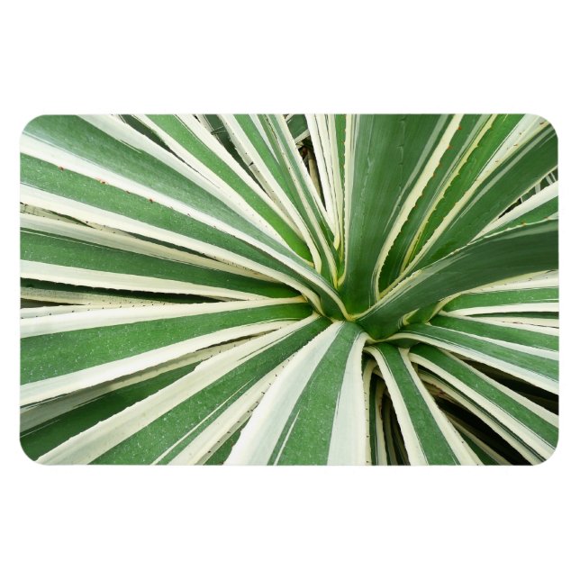 Imán Agave Plant Green y White Strike (Horizontal)