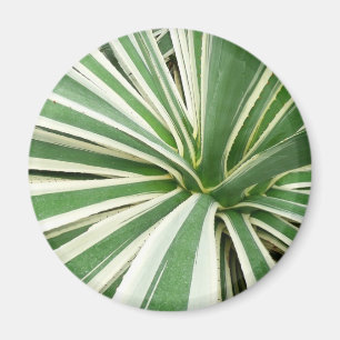 Imán Agave Plant Green y White Strike
