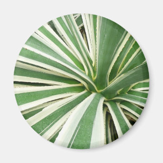 Imán Agave Plant Green y White Strike