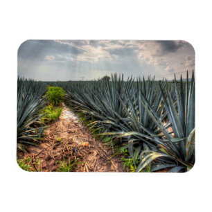 Imán Agave Tequilana