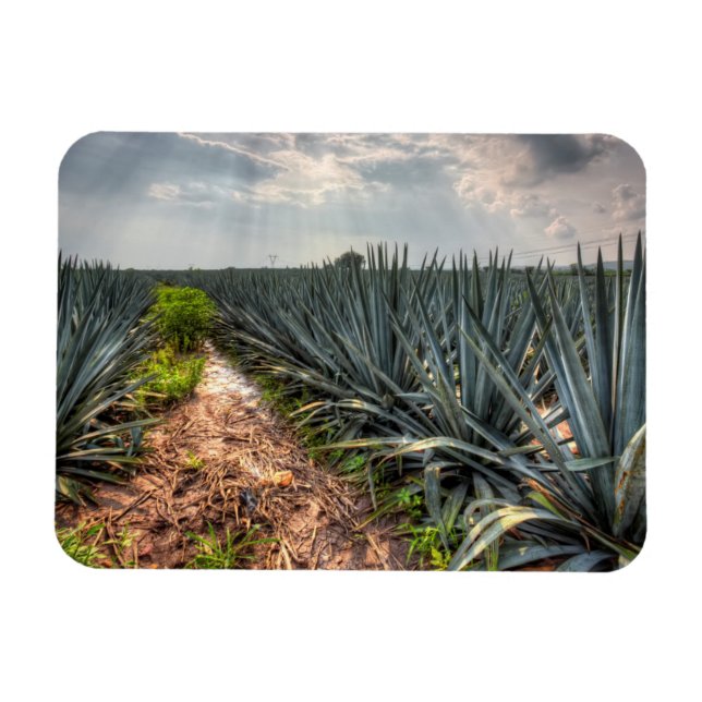 Imán Agave Tequilana (Horizontal)