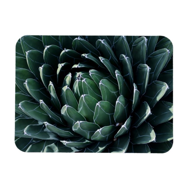 Imán Agave verde (Horizontal)