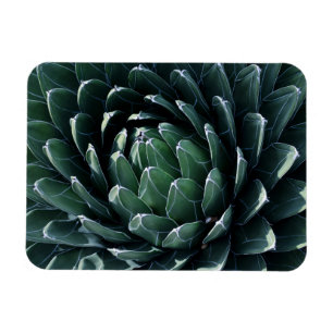 Imán Agavo verde