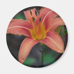 Imán Agradable Tawny Daylily Appary regalos