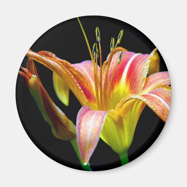 Imán Agradable Tawny Daylily II Aparatos y Regalos (Frente)