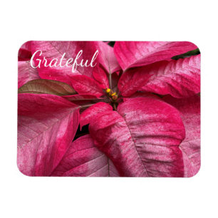 Imán Agradecida Poinsettia
