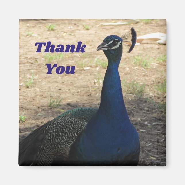 Imán Agradecimiento por foto de pavo real masculino (Frente)