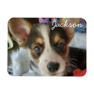 Imán Agregar la foto de su Mascota a esto