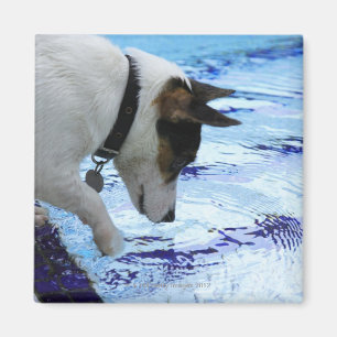 Imán Agua conmovedora del perro en la piscina