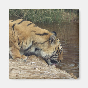 Imán Agua del lapping del tigre (Panthera el Tigris)