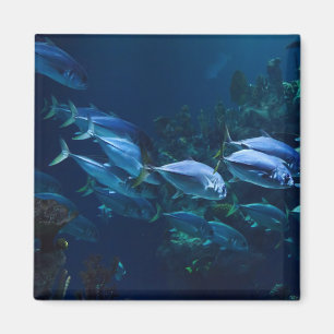 Imán Agua oscura del acuario de Guay