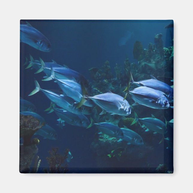 Imán Agua oscura del acuario de Guay (Frente)