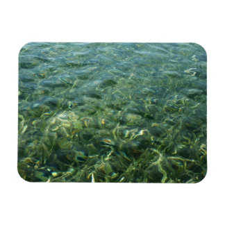 Imán Agua sobre hierba marina en la naturaleza caribeña
