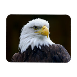 Imán Águila calva americana