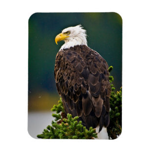 Imán Águila Calva Americana Posada