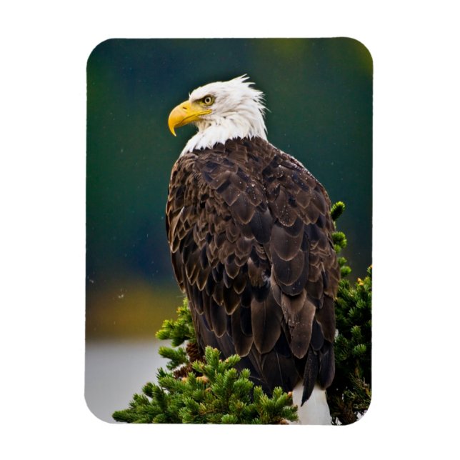Imán Águila Calva Americana Posada (Vertical)
