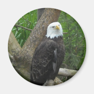 Imán Águila calva asombrosa