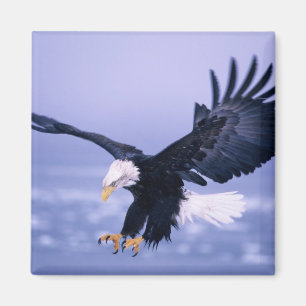 Imán Águila Calva Aterrizando con Alas Extendidas en un