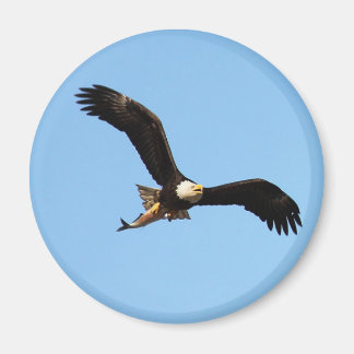 Imán Águila calva con pescado