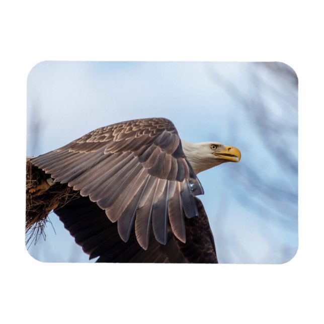 Imán Águila calva con un fajo de heno (Horizontal)