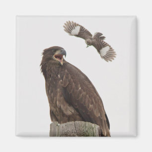 Imán Águila calva (Deja de derribarme)