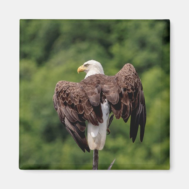 Imán Águila calva en una rama (Frente)