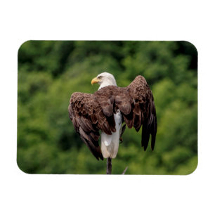 Imán Águila calva en una rama