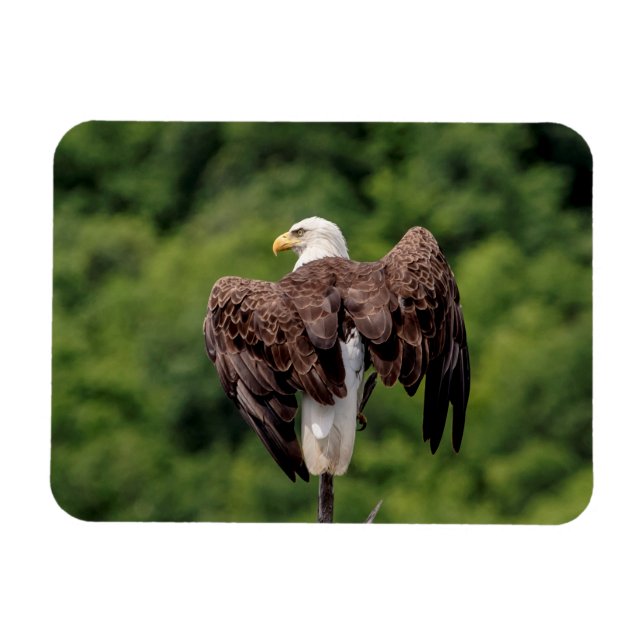 Imán Águila calva en una rama (Horizontal)