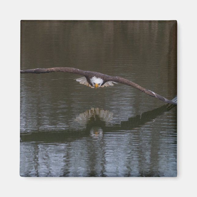 Imán Águila calva en vuelo (Frente)