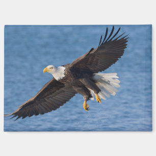 Imán Águila calva en vuelo