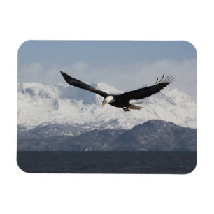 Imán Águila calva en vuelo, Haliaeetus leucocephalus,
