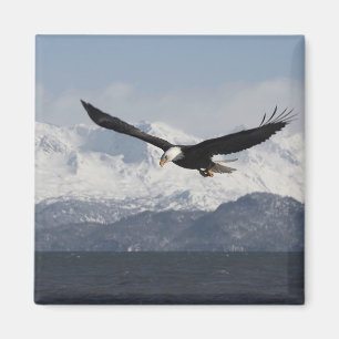 Imán Águila calva en vuelo, Haliaeetus leucocephalus,
