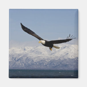 Imán Águila calva en vuelo, Haliaeetus leucocephalus, 3