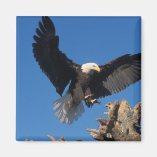 Imán águila calva, Haliaeetus leuccocephalus, aterrizan