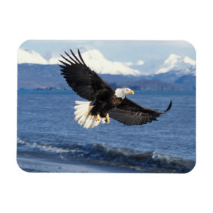 Imán águila calva, Haliaeetus leuccocephalus, en vuelo