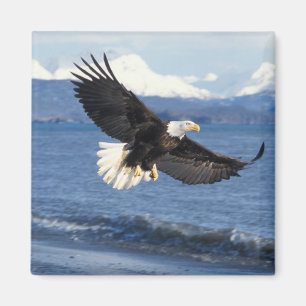 Imán águila calva, Haliaeetus leuccocephalus, en vuelo