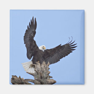 Imán Águila calva (Haliaeetus leucocephalus) con alas
