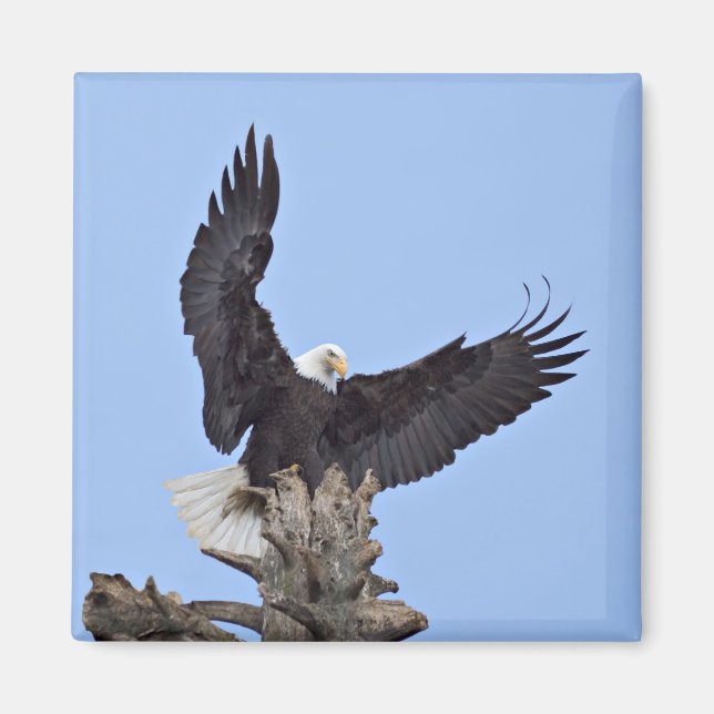 Imán Águila calva (Haliaeetus leucocephalus) con alas (Frente)