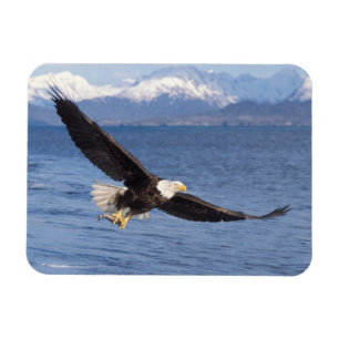 Imán águila calva, Haliaeetus leucocephalus, en vuelo 4