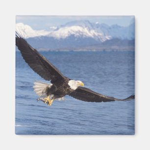 Imán águila calva, Haliaeetus leucocephalus, en vuelo 4