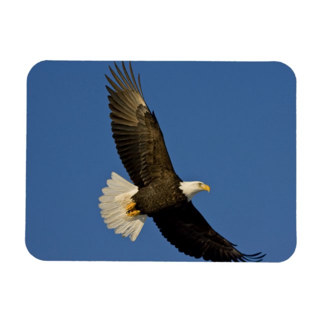 Imán Águila calva, Haliaeetus leucocephalus, Homer, (Horizontal)