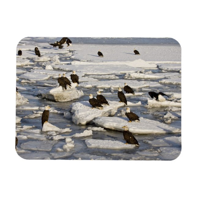 Imán Águila calva, Haliaeetus leucocephalus, Homer, 2 (Horizontal)