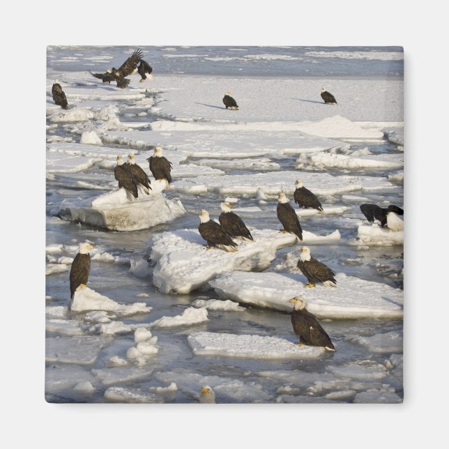 Imán Águila calva, Haliaeetus leucocephalus, Homer, 2 (Frente)