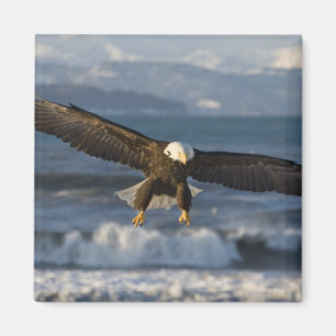 Imán Águila calva, Haliaeetus leucocephalus, Homer, 3