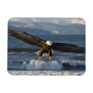 Imán Águila calva, Haliaeetus leucocephalus, Homer, 3