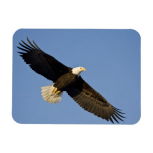 Imán Águila calva, Haliaeetus leucocephalus, Homer, 4